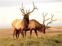 Wholesale Elk Rawhide Chews